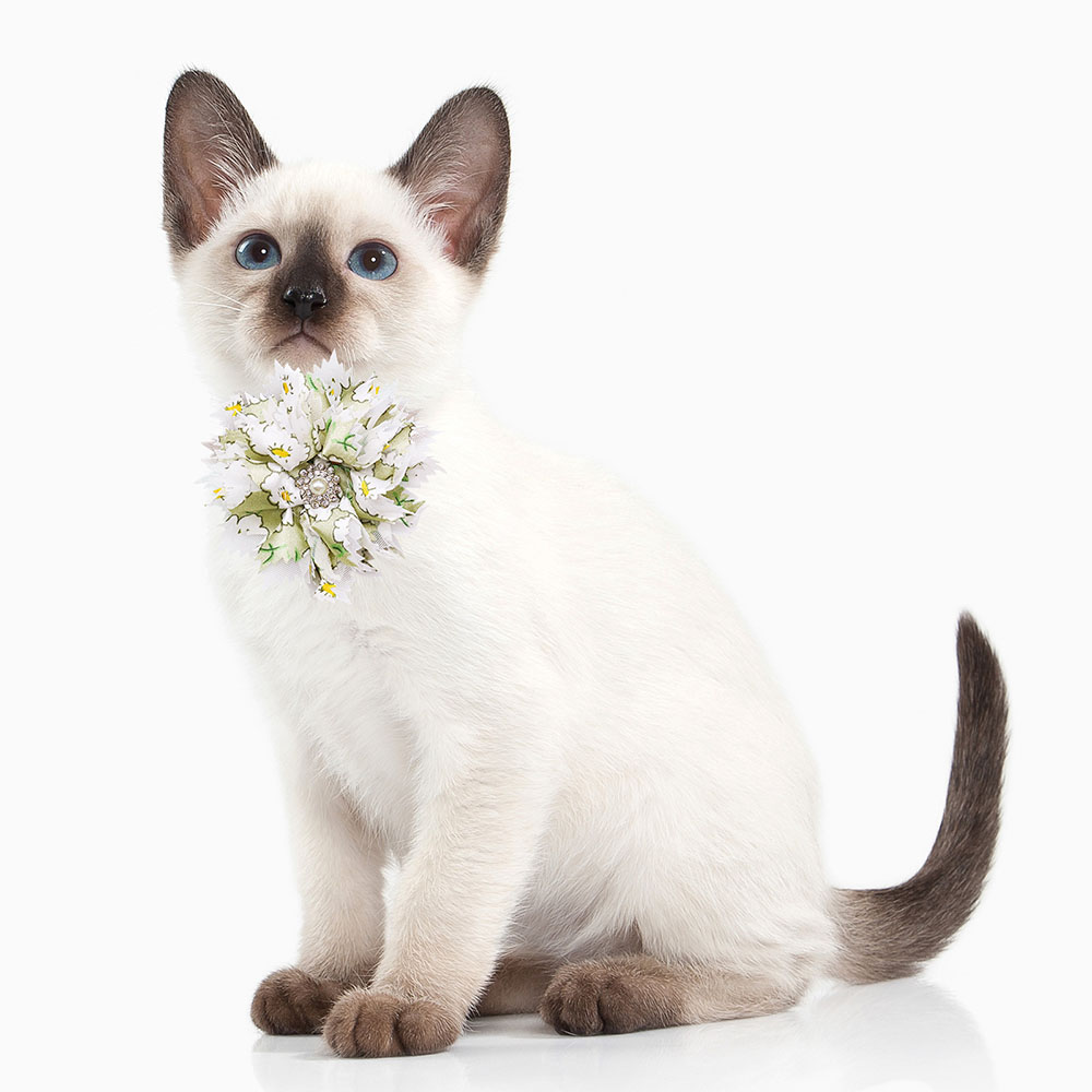 Collar de pajaritas para perro - Pet Supplies Coupon reseña y precio